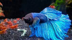 Feeding Your Betta Fish: How To Keep Them Healthy And Happy